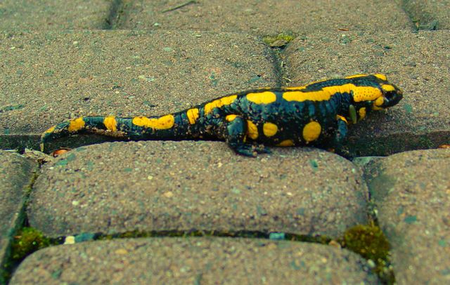 Salamander