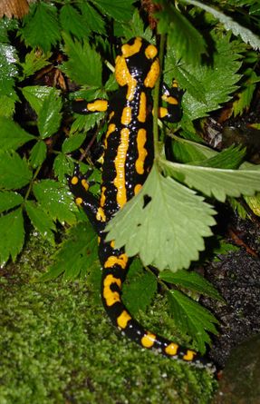 Salamander