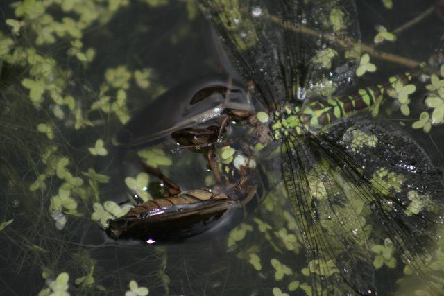 Drama im Gartenteich!