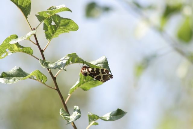 Bärenspinner