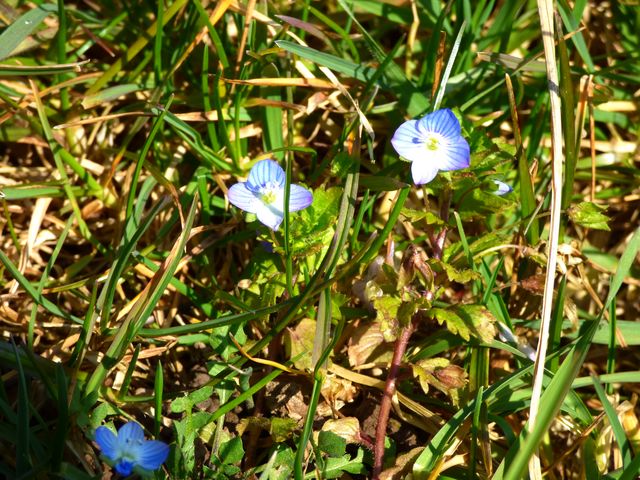 Kleine Blaue