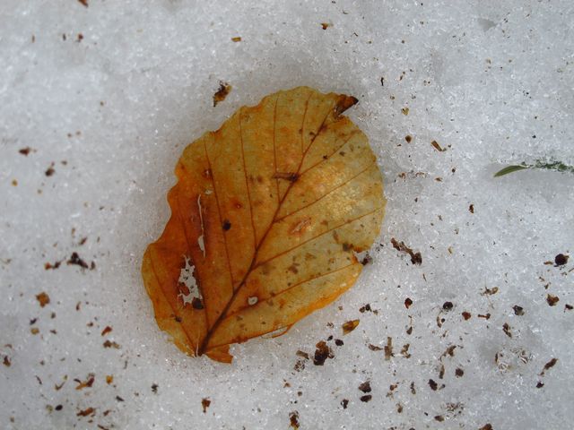 Blatt im Schnee