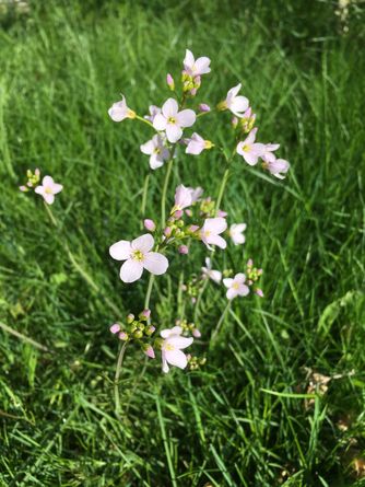 Erste Blüten in unserer wilden Ecke !