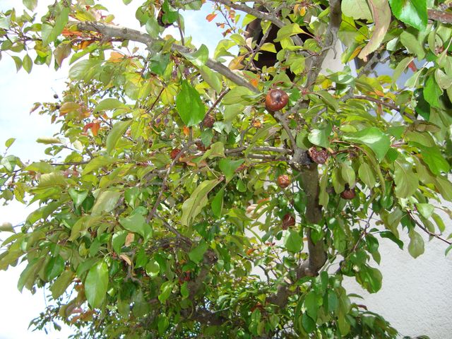 Unser Apfelbaum im Mai