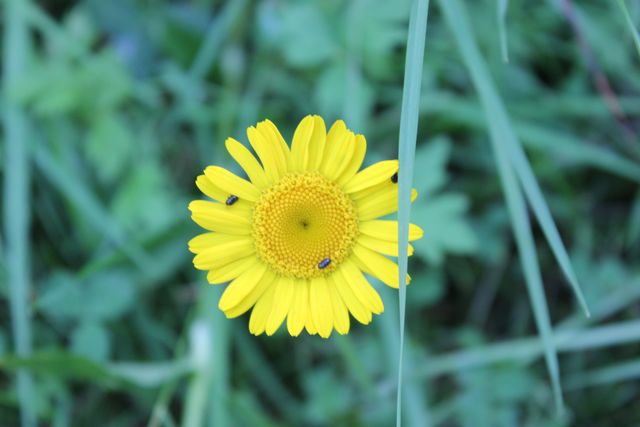 Gelbe Blume...