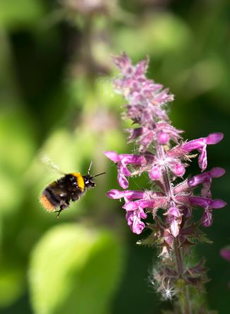 Wiesenhummel