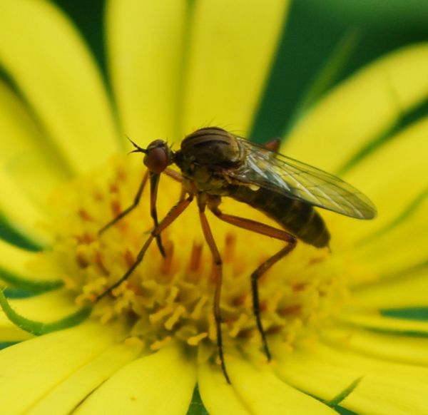 Doronicum pardalianches, Tanzfliege