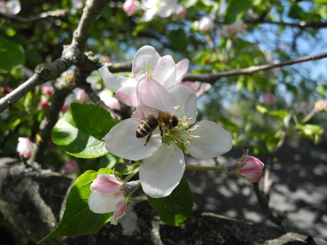 Apfelblüte mit Bienchen bei der Arbeit