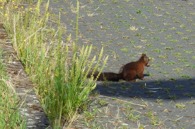 Eichhörnchen