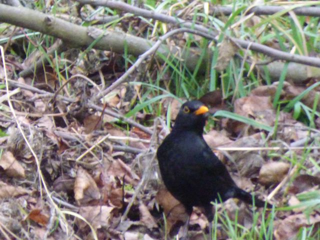 Amsel