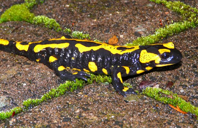 Salamander