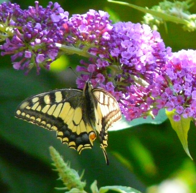 Schmetterling