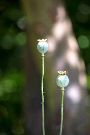 Samen der Mohnblume