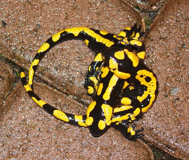 2 Salamander