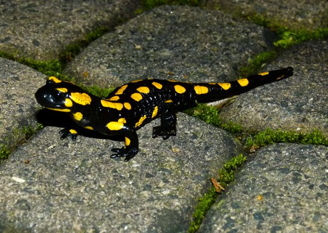 Salamander