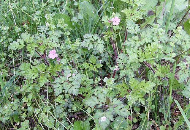 Blütenvielfalt im wilden Garten