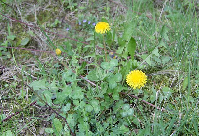 Blütenvielfalt im wilden Garten