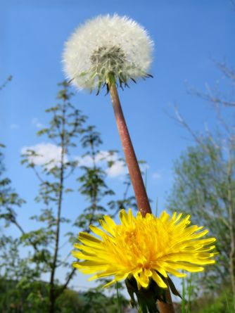 Löwenzahn