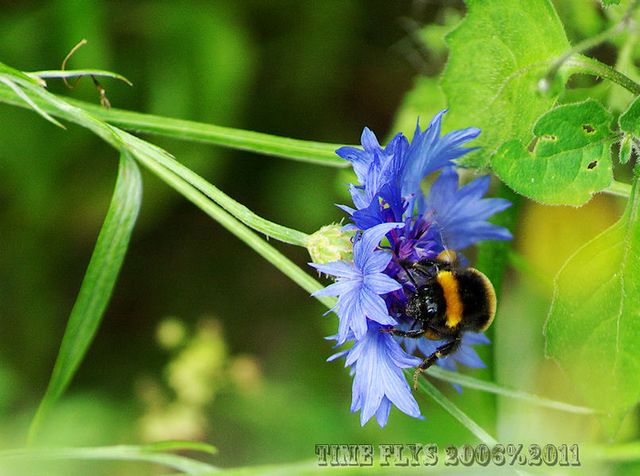 Fleißige Hummel