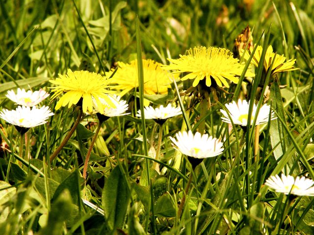 Wildblumenwiesen im Bikepark