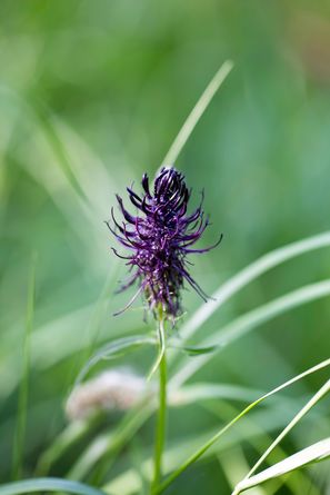 Wiesenflockenblume ?