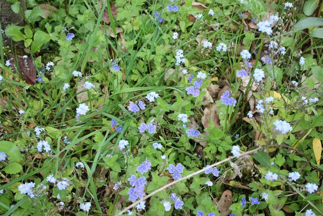 Blaue Blüten