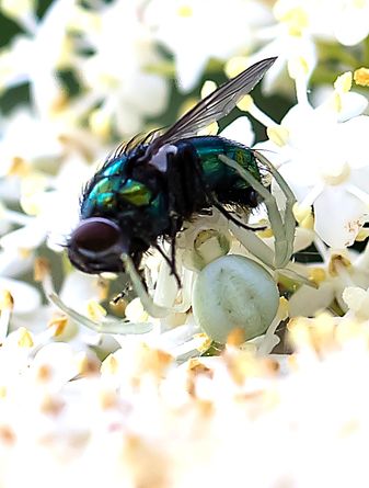 Spinne Araniella bei ihrer Mahlzeit