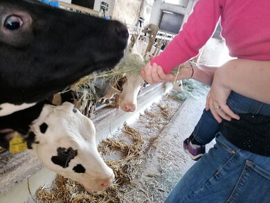 Unterwegs im Kuhstall mit den Landfrauen auf dem Seehof Lorsch © ifok GmbH