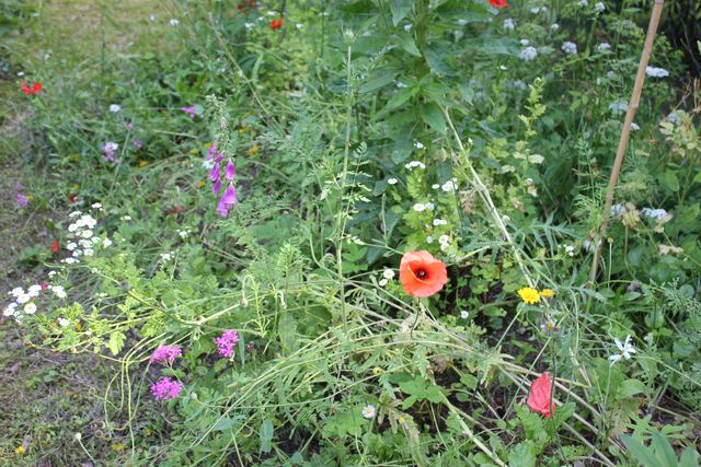 Blumenwiese