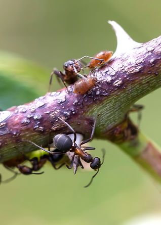 Große Gerbameise mit Läusen