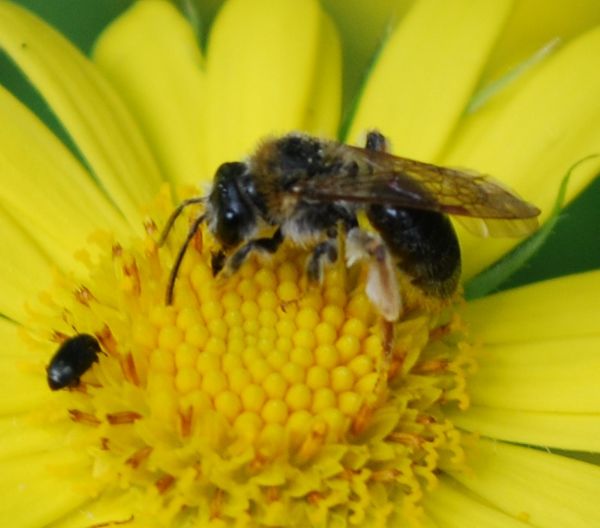 Doronicum pardalianches, Sandbiene