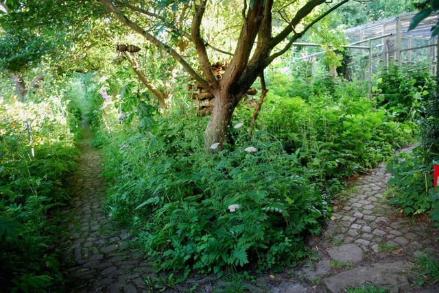 Schattenbeet im Juli