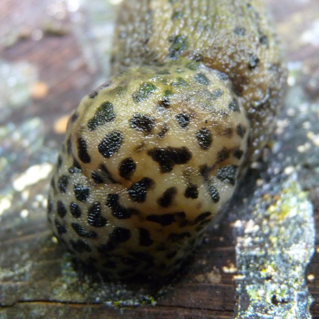 Tigerschnegel von vorne