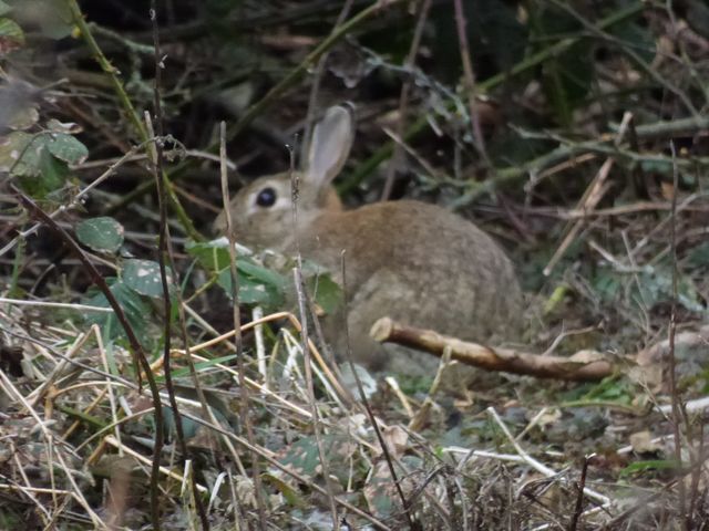 Kaninchen