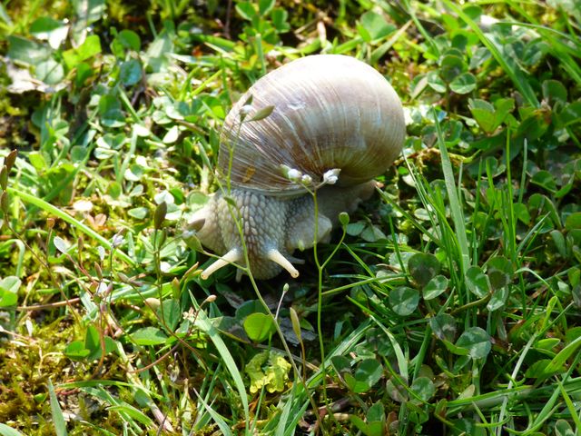 Weinbergschnecke