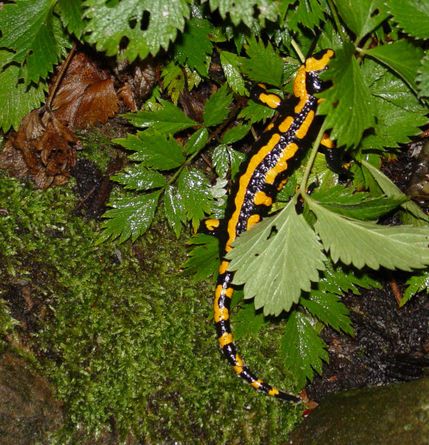 Salamander