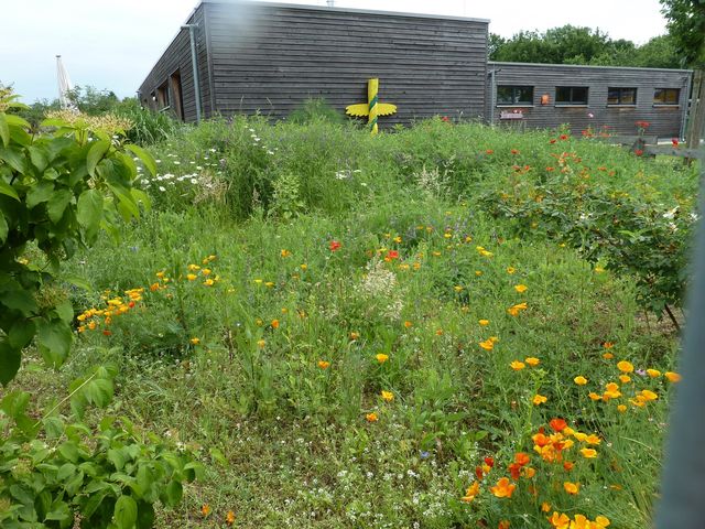 Wildblumen vor dem Farmhaus