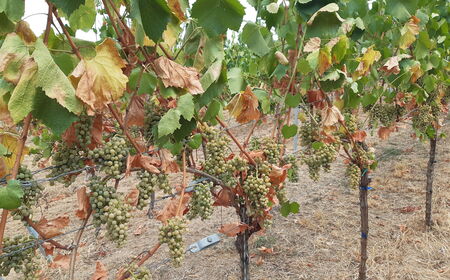 Weinreben mit Trauben