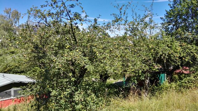 Apfelbaum im Landesgartenschaugelände