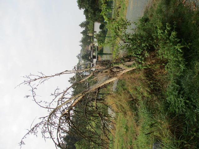 Rasselberg abgestorbener Obstbaum (1)