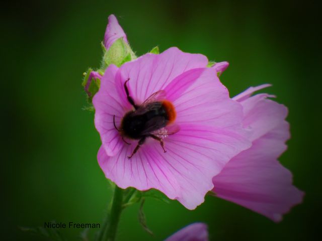 Erdhummel