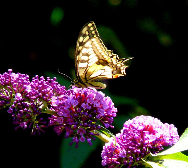 Schmetterling