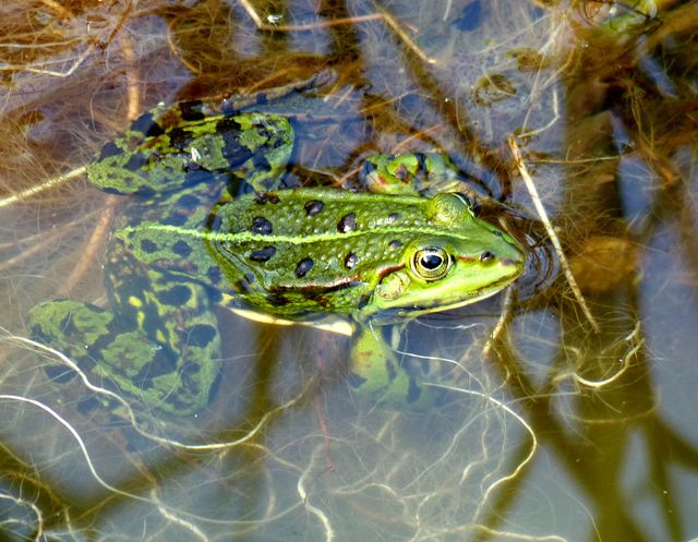 Frosch