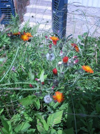 Wildblumen im Garten