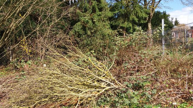 wilde Ecke im ersten Frühlingsonnenschein