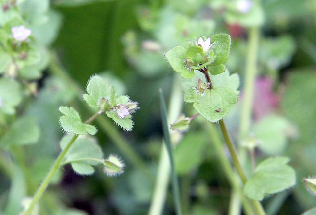 Blütenvielfalt im wilden Garten