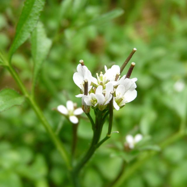 Schaumkraut