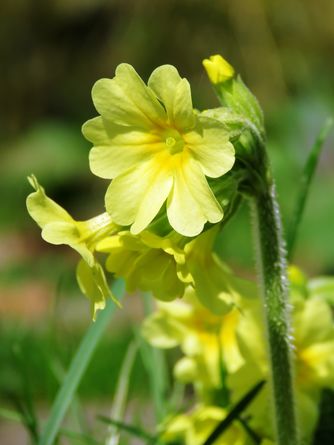 Schlüsselblumen