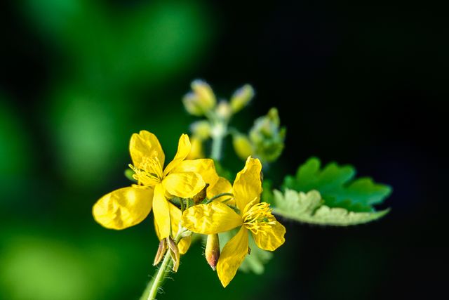 Schöllkraut Blüte