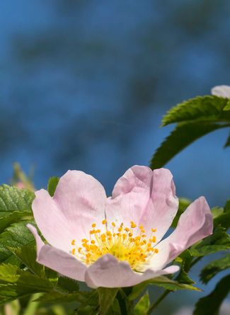 Hagebuttenblüte